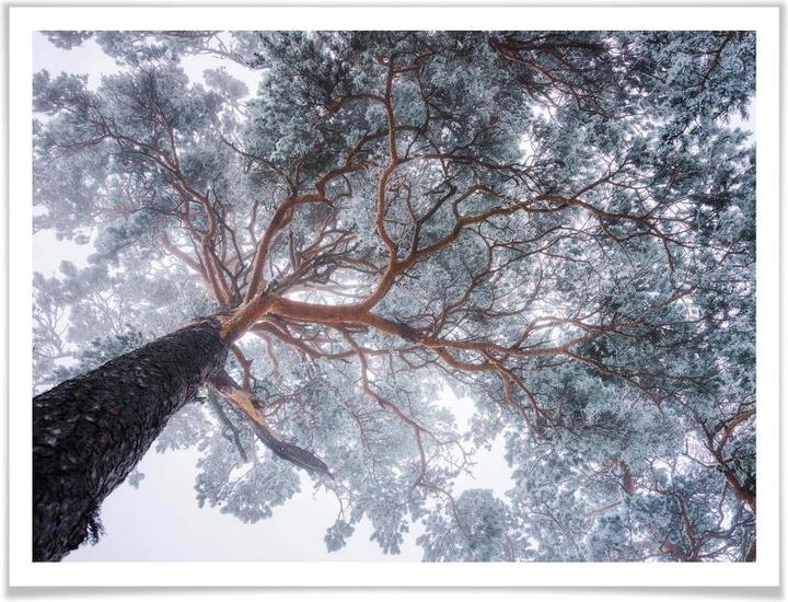 Produktbild Trenddeko Baum im Winter (100 x 80 cm)