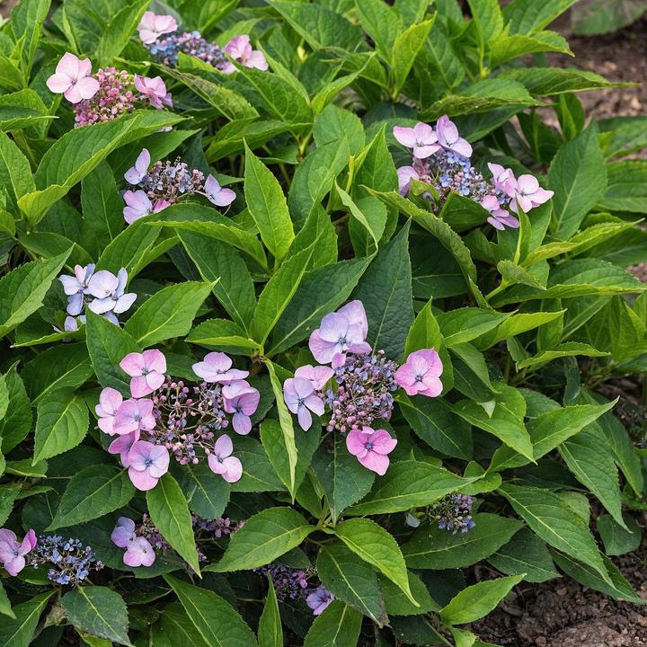 Immagine prodotto Plant in a Box Hydrangea serrata 'Magic Pillow' - Ortensia (25 cm)