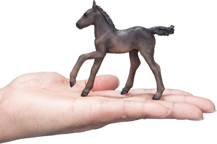 Actual product image small foot Arabian Foal