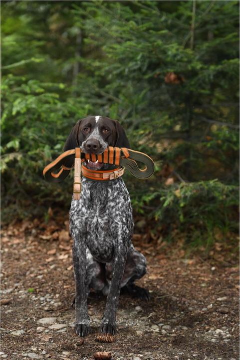 Produktbild Niggeloh Schweisshalsung (XS, Hund, Allgemein)