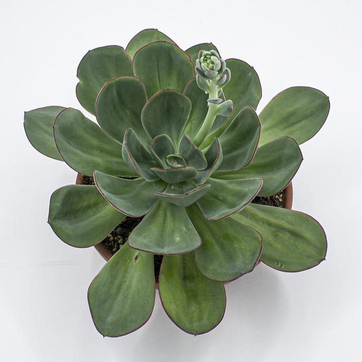 Produktbild Kakteen Gautschi Echeveria gigante verde (25 cm)
