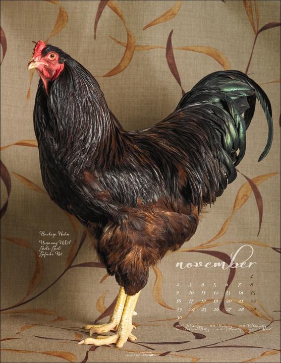 Produktbild Pretty Chicks Kalender 2026 (34 x 44 cm, Deutsch)
