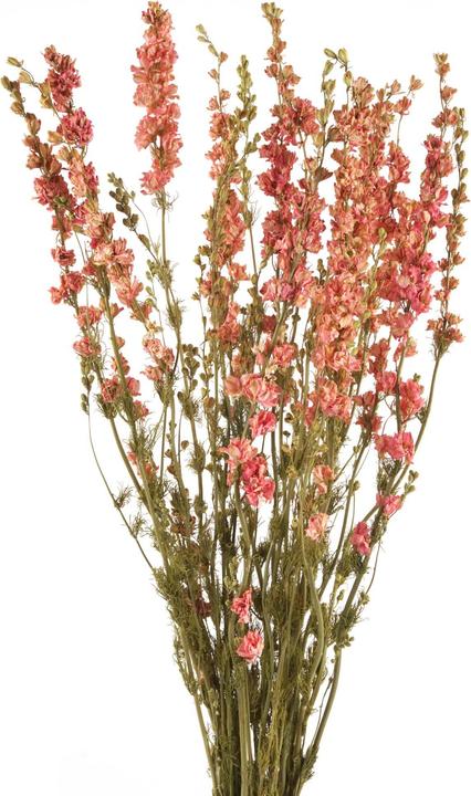 Geschenkkörbe CH Rittersporn, Delphinium Trockenblumen, natur rosa (Trockenblumen)