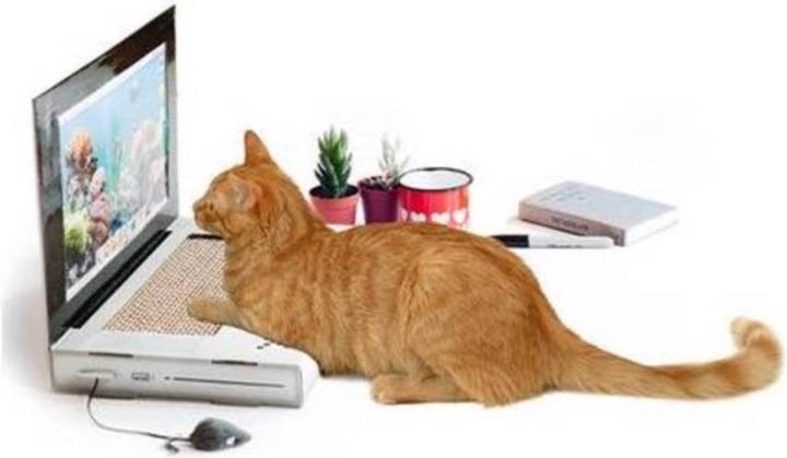 Suck UK Laptop (Beschäftigungsspielzeug Katze, Kratzspielzeug Katze)