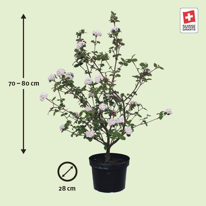 Actual product image Zulauf Koreanischer Duft-Schneeball / Viburnum carlesii 'Aurora' (80 cm)