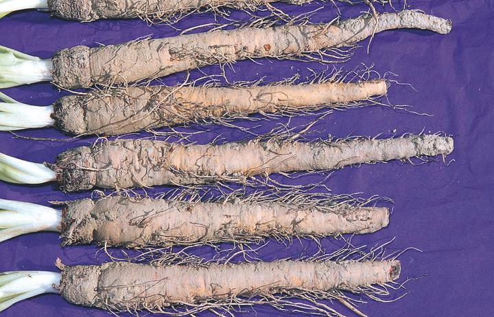 Image du produit Zollinger Bio Racine d'avoine (Salsify) (Germes)