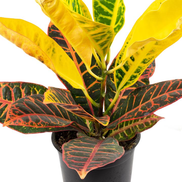 Image du produit Flowerbox Lot de 3 pieds d'éléphant, arbuste miracle, Alocasia