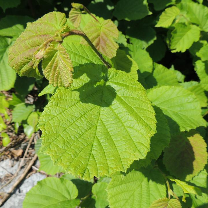 Immagine prodotto Zulauf Haselnussstrauch / Corylus avellana (100 cm)