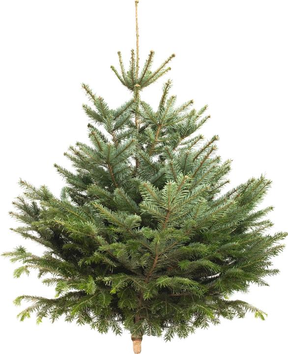 Image du produit Fresca-Plant Sapin Nordmann (150 cm)
