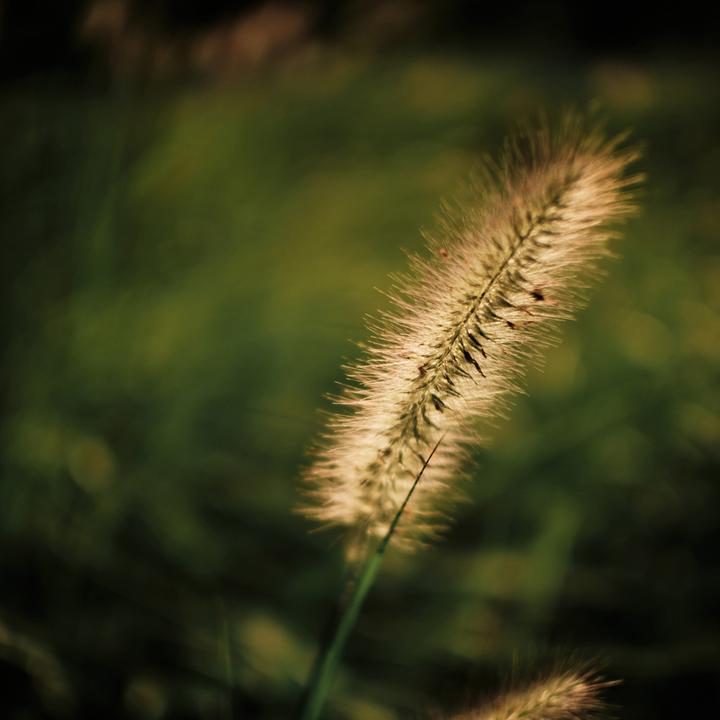 Image du produit Venus Optic Laowa Argus 25mm f/0.95 CF APO X-Mount (Fujifilm X, APS-C / DX)