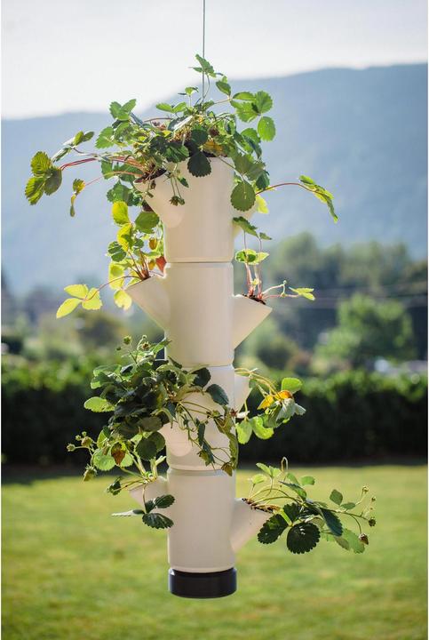 Actual product image Gusta Garden Sissi Strawberry (48 cm)