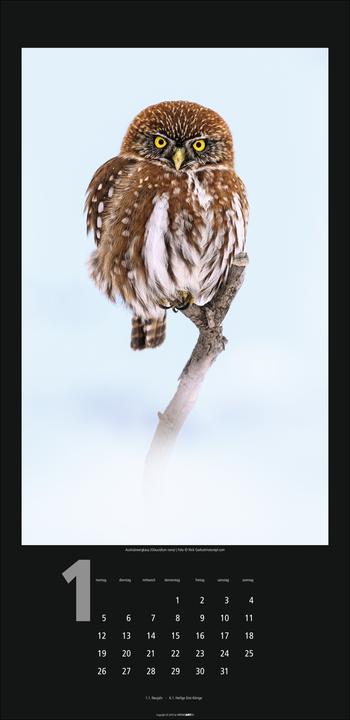 Actual product image Eulen Kalender 2026 (33 x 68 cm, Hardcover, German)