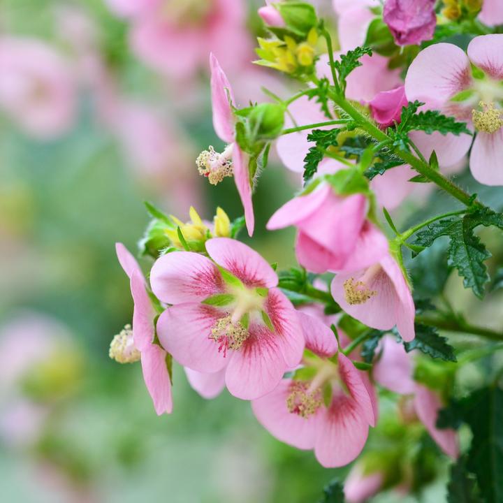 Produktbild Plant in a Box Anisodontea capensis 'El Rayo' - 6er-Set Kapmalve (25 cm)