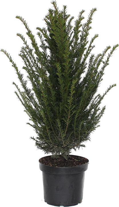 Produktbild Zulauf Gemeine Eibe / Taxus baccata (100 cm)
