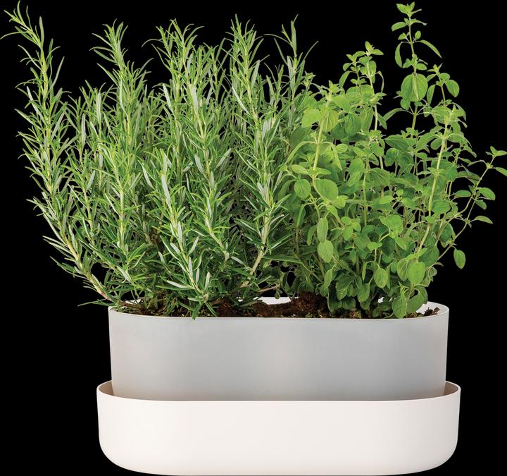 Produktbild Plastia Blumenkasten mit Untersetzer Tolita 31 cm (1.60 cm)