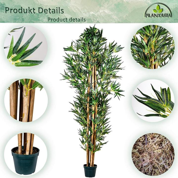 Image du produit Plantasia Bambou Arbuste (160 cm)