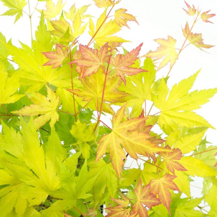 Actual product image Plant in a Box Acer Palmatum 'Orange Lace' - Maple tree (60 cm)