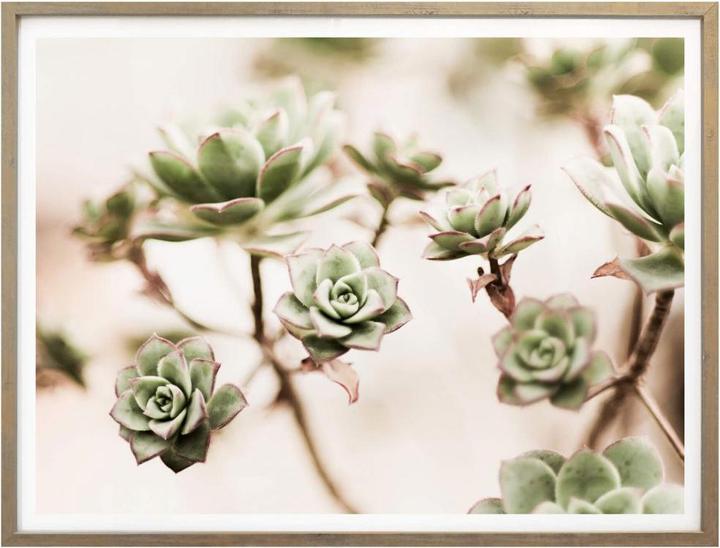 Actual product image Trenddeko Small succulents (80 x 60 cm)