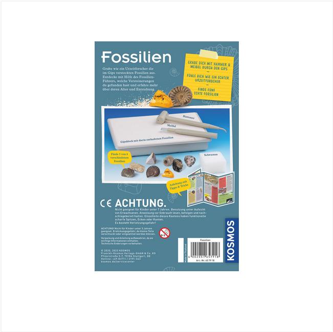 Actual product image Kosmos Fossils