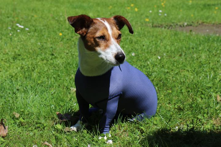Produktbild Vetmedcare Hunde Body mit Beinen (Hund)