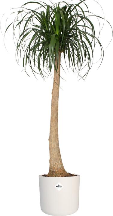 Immagine prodotto Elho b.for soft (13.80 cm)