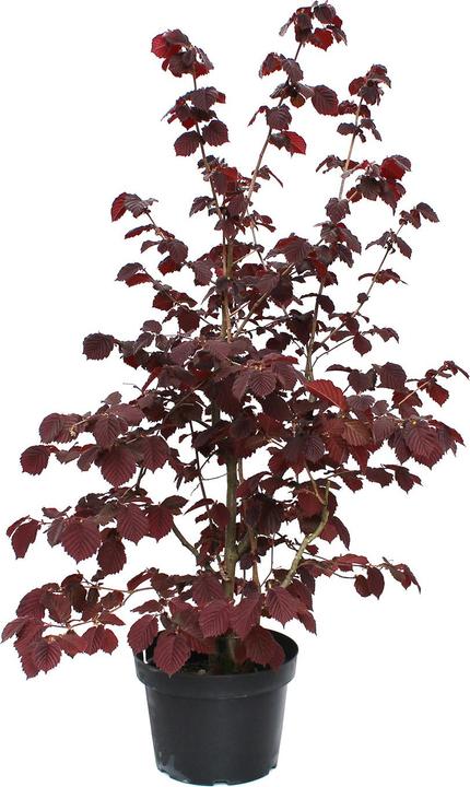 Immagine prodotto Zulauf Blut-Hasel / Corylus maxima 'Purpurea' (100 cm)