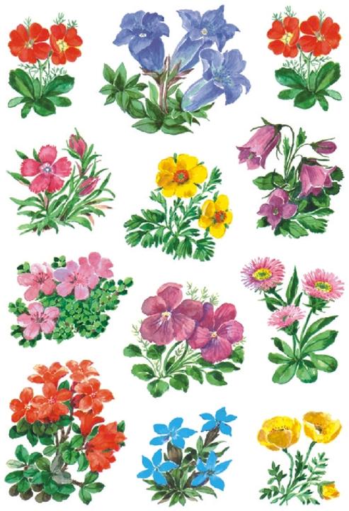 Actual product image HERMA Sticker flowers