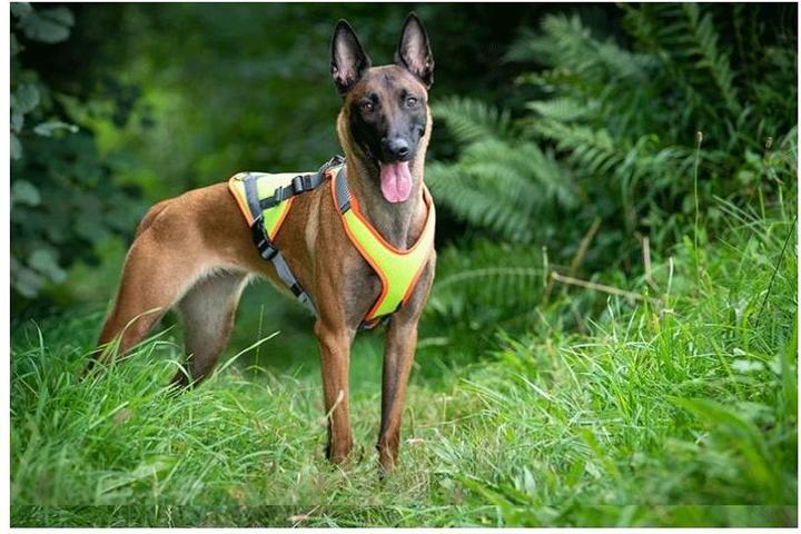 Produktbild Beat Grossenbacher Hundegeschirr Vary Mantrail (XXL, Hund, Arbeit, Fahrrad, Allgemein)