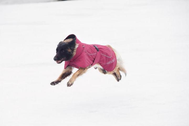 Image du produit Rukka Stormy (45, Manteau pour chien)