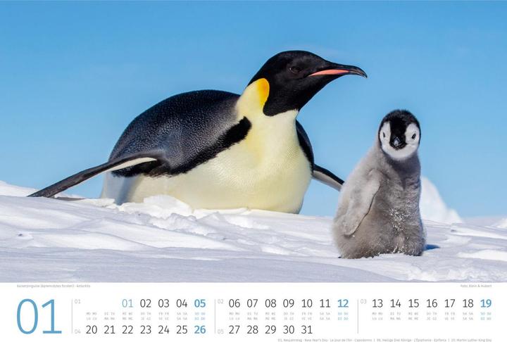 Produktbild Pinguine Kalender 2025 (45 x 33 cm, Kein Einband, Deutsch, Englisch, Italienisch, Französisch)