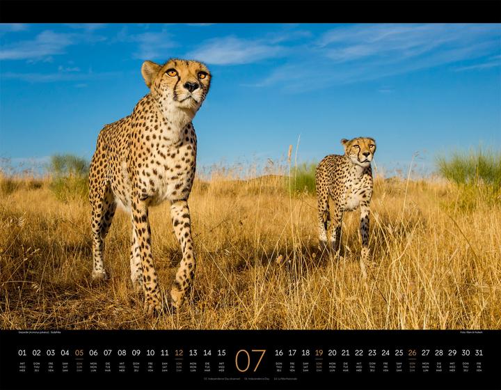 Produktbild Königreich der Katzen Kalender 2026 (54 x 42 cm, Englisch, Französisch, Deutsch)
