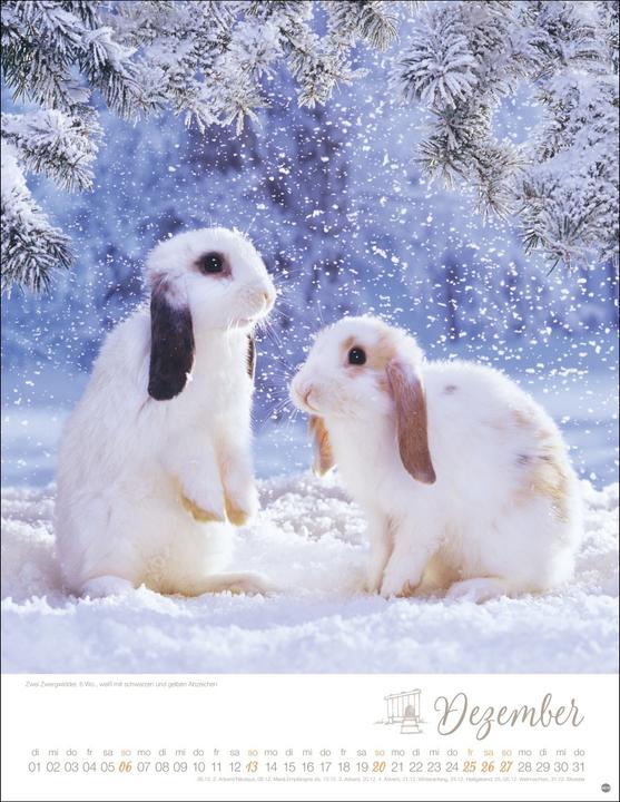 Produktbild Kaninchenkinder Posterkalender 2026 (34 x 44 cm, Harter Einband, Deutsch)