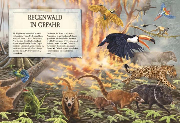 Produktbild Verborgene Welt des Regenwaldes (Deutsch, Kristina Scharmacher-Schreiber, Ferruccio Cucchiarini, 2020)