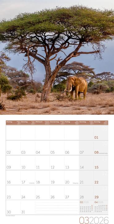Immagine prodotto Elefanten Kalender 2026 - 30x30 (30 x 30 cm, Copertina rigida, Tedesco, Francese, Italiano, Inglese)