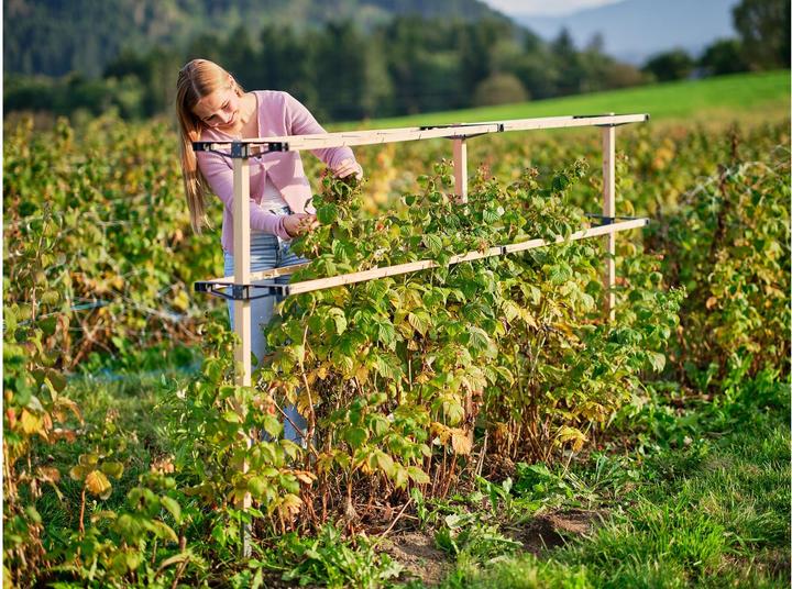 Productafbeelding Gusta Garden Bessenvriendje (120 cm, 34.50 cm)