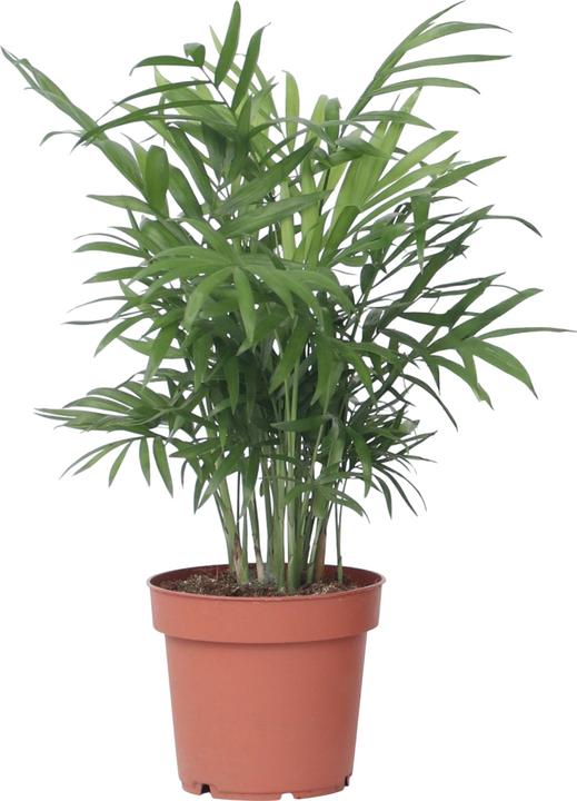 Produktbild Plant in a Box Chamaedorea elegans - Bergpalme (30 cm)