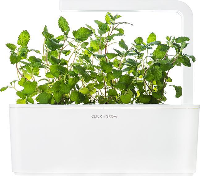 Immagine prodotto Click and Grow Erba gatta (Semi di erbe)
