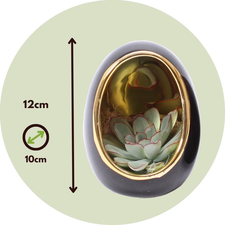 Image du produit Plant in a Box Echeveria lilacina - Set de 2 oeufs décoratifs (12 cm)