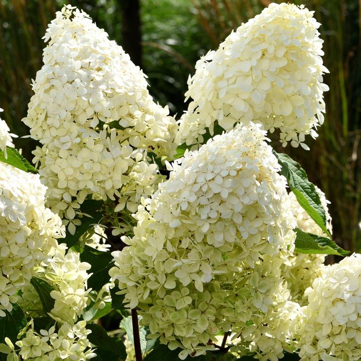Produktbild Plant in a Box Hydrangea Paniculata 'Phantom' - 3er Set Hortensien (25 cm)