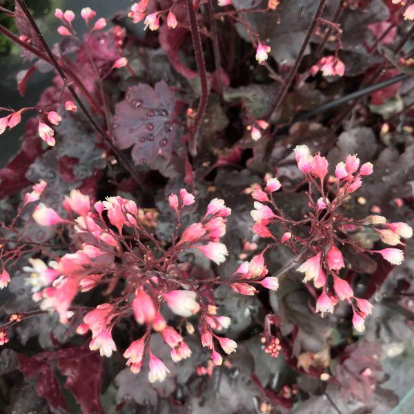 Immagine prodotto Säntispracht Set di 2, Una campana viola a fioritura autunnale - Heuchera Starry Night (40 cm)