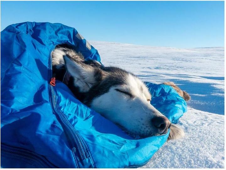 Produktbild Non-Stop Dogwear Ly Sleepingbag For Dog (M, Hundemantel)