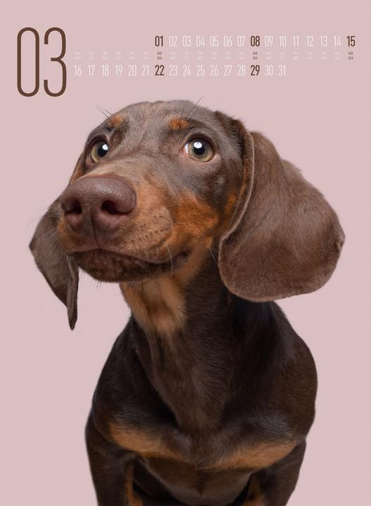 Actual product image Frei Schnauze - Kalender 2026 (33 x 45 cm, Hardcover, English, German)