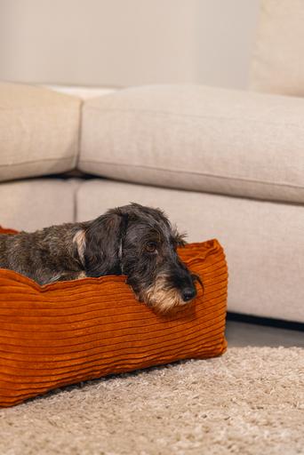 Productafbeelding Designed by Lotte Geribbeld (Hond)