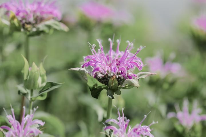 Produktbild Zollinger Bio Wilde Bergamotte (Blumensamen)