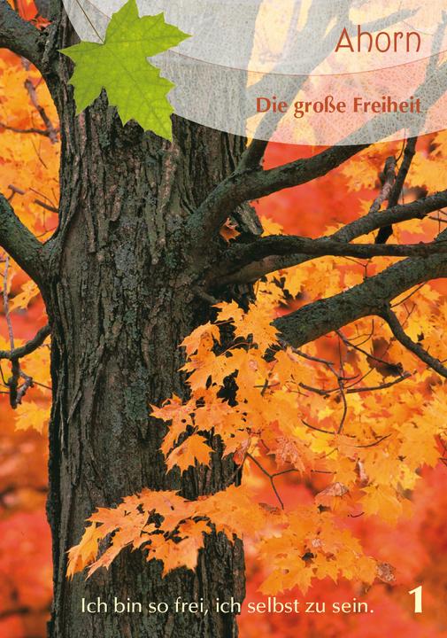 Image du produit Berk Arbres compagnons - cartes oracle