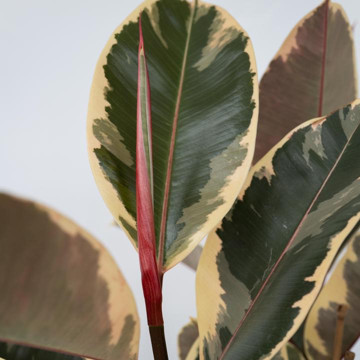 Produktbild Plant in a Box Ficus Elastica Tineke - Gummibaum (90 cm)