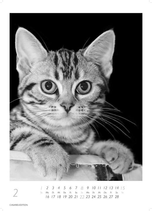 Actual product image Cats 2026 S 29x21cm (29 x 21 cm, German)