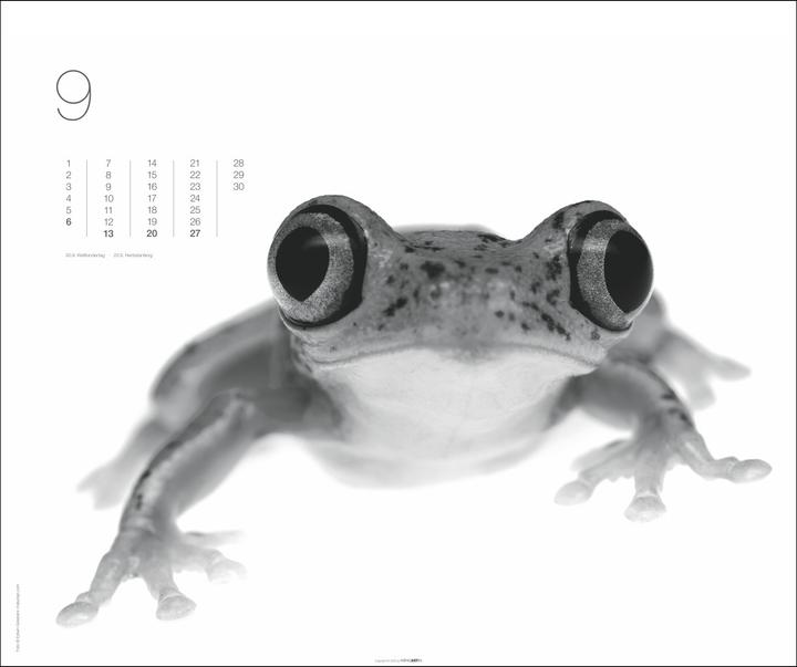 Actual product image Black & White Animals 2026 (55 x 46 cm, Hardcover, German)