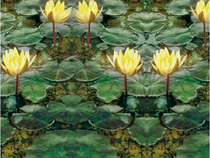 Actual product image Neogard Pond substrate for aquatic plants 14 kg