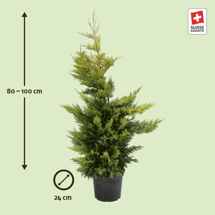 Actual product image Zulauf Leyland cypress (100 cm)